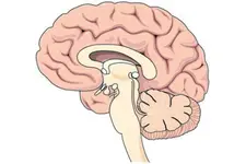 Beyinde İltihap Belirtileri ve Tedavisi